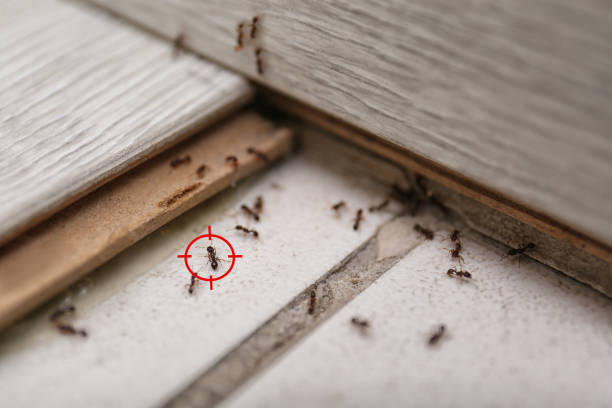 Best Bed Bug Extermination  in Wiggins, MS